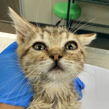 107818 -  Domestic Short Hair Cat for Adoption in Las Cruces, New Mexico - 107818 | PetCurious