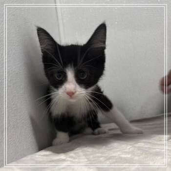 Chief -  Domestic Short Hair Cat for Adoption in Tampa, Florida - Chief | PetCurious