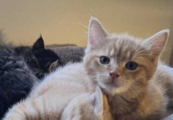Jasper -  Domestic Short Hair Cat for Adoption in Montreal, Quebec - Jasper | PetCurious