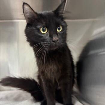 Mamba -  Domestic Short Hair Cat for Adoption in Spokane, Washington - Mamba | PetCurious