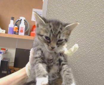 A926134 -  Domestic Short Hair Cat for Adoption in Sacramento, California - A926134 | PetCurious