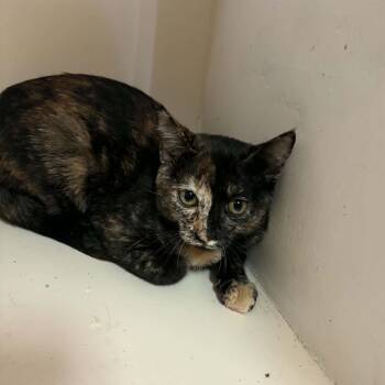 Vanilli - Chino Hills Location -  Domestic Short Hair Cat for Adoption in Chino Hills, California - Vanilli - Chino Hills Location | PetCurious