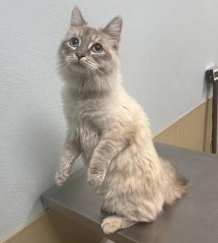 Domestic Long Hair Cats Available for Adoption in Sioux City, Iowa - Chi-Chi | PetCurious