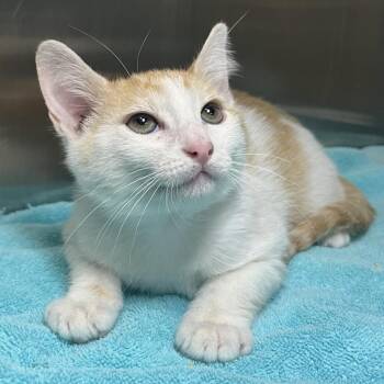 Mako -  Domestic Short Hair Cat for Adoption in Palm Springs, California - Mako | PetCurious