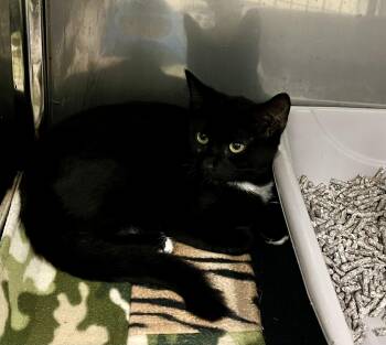 Leonardo -  Domestic Short Hair Cat for Adoption in Sparta, North Carolina - Leonardo | PetCurious