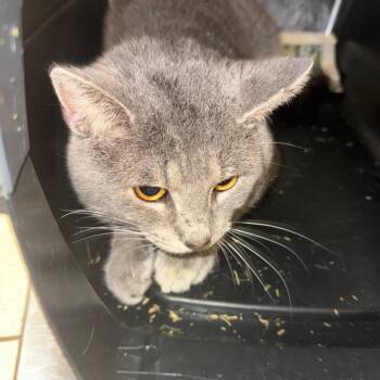 Domestic Medium Hair Cats Available for Adoption - Gravy | PetCurious