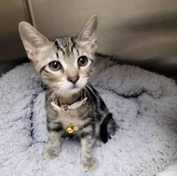 Florence -  Domestic Medium Hair and Domestic Short Hair Cat for Adoption in Memphis, Tennessee - Florence | PetCurious