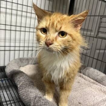 Domestic Short Hair Cats Available for Adoption in Clanton, Alabama - Layla | PetCurious