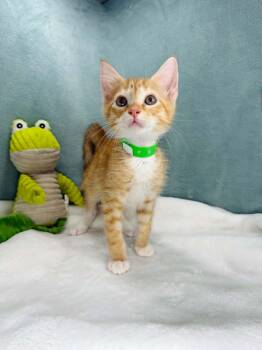 Blakely -  Tabby Cat for Adoption in Tavares, Florida - Blakely | PetCurious