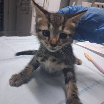 Wally -  Domestic Short Hair Cat for Adoption in Summerville, South Carolina - Wally | PetCurious