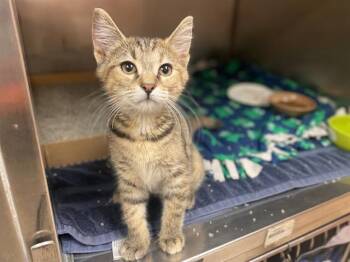 BROOKE -  Domestic Short Hair Cat for Adoption in Fort Wayne, Indiana - BROOKE | PetCurious
