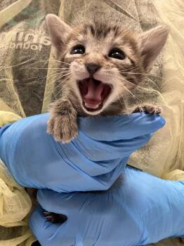 APRICOT -  Domestic Short Hair Cat for Adoption in Las Vegas, Nevada - APRICOT | PetCurious