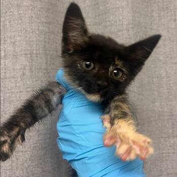 Domestic Short Hair Cats Available for Adoption in Hattiesburg, Mississippi - Padme Amidala | PetCurious