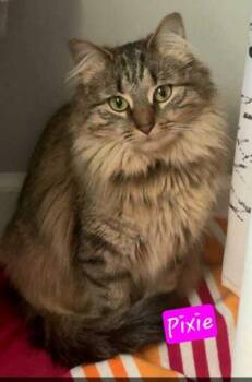 Domestic Long Hair Cats Available for Adoption in Jessup, Maryland - Pixie | PetCurious