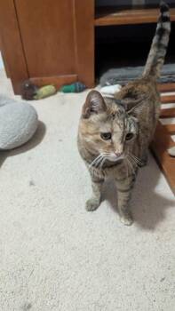 Barbie JR -  Domestic Short Hair Cat Available for Adoption in Greenville, South Carolina - Barbie JR | PetCurious