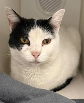 Domestic Short Hair Cats Available for Adoption - Woolie | PetCurious