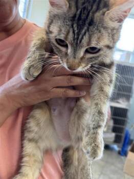 PRECIOUS ALVARADO -  Domestic Short Hair Cat for Adoption in San Antonio, Texas - PRECIOUS ALVARADO | PetCurious