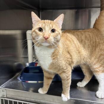 Domestic Short Hair Cats Available for Adoption - Frank CS-012/26 | PetCurious