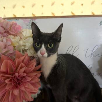 American Shorthair Cats Available for Adoption - Cresent | PetCurious