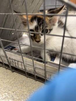 HARPER -  Domestic Short Hair Cat for Adoption in Fort Lauderdale, Florida - HARPER | PetCurious