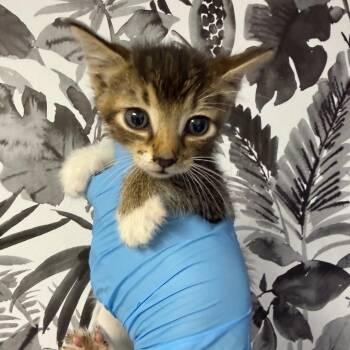 Domestic Medium Hair Cats Available for Adoption in Wahiawa, Hawaii - Dallas | PetCurious