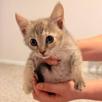 Cinnamon -  American Shorthair Cat for Adoption in Helena, Alabama - Cinnamon | PetCurious