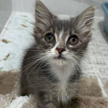 Cricket -  Domestic Short Hair Cat for Adoption in Potomac, Maryland - Cricket | PetCurious