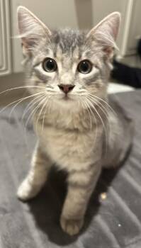 Innes -  Tabby Cat for Adoption in Theodore, Alabama - Innes | PetCurious