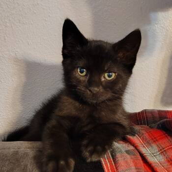 Rescue Domestic Short Hair Cats for Adoption in Canton, Illinois - Lloyd | PetCurious