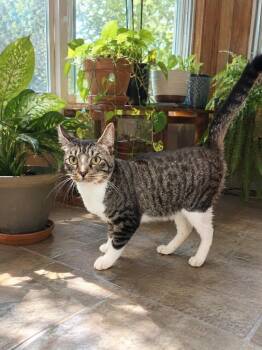 Gismo -  Domestic Short Hair Cat for Adoption in Albany, Georgia - Gismo | PetCurious