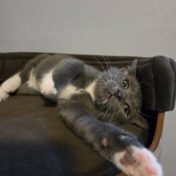 Sir Samuel Vimes -  Domestic Short Hair Cat for Adoption in Greensboro, North Carolina - Sir Samuel Vimes | PetCurious