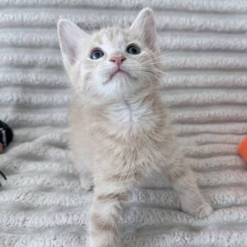 Cider -  Domestic Short Hair Cat for Adoption in Pompano Beach, Florida - Cider | PetCurious