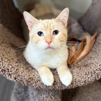 Loreseeker -  Domestic Short Hair and Siamese Cat for Adoption in Fredericksburg, Virginia - Loreseeker | PetCurious