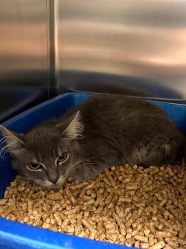 Ashton -  Domestic Short Hair Cat for Adoption in Ocala, Florida - Ashton | PetCurious