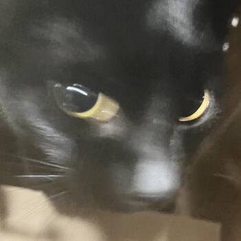 Robin -  Domestic Short Hair Cat for Adoption in Philadelphia, Pennsylvania - Robin | PetCurious