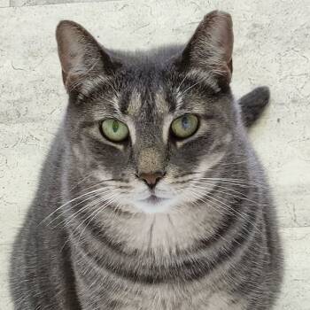 Rescue Domestic Short Hair Cats for Adoption in Brockport, New York - CC | PetCurious