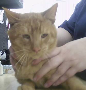 Domestic Short Hair Cats Available for Adoption in Dayton, Minnesota - Buckaroo | PetCurious
