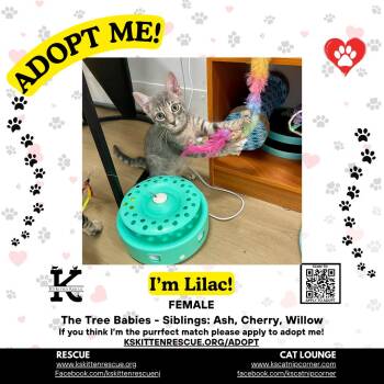 Lilac -  Domestic Short Hair Cat for Adoption in OSBORNVILLE, New Jersey - Lilac | PetCurious