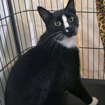 Newspaper -  Domestic Short Hair Cat for Adoption in Winthrop, Maine - Newspaper | PetCurious