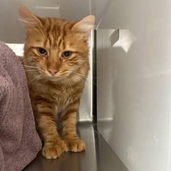Ricky -  Domestic Long Hair Cat for Adoption in Goleta, California - Ricky | PetCurious