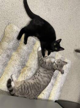 NINA -  Domestic Short Hair Cat for Adoption in Dedham, Massachusetts - NINA | PetCurious