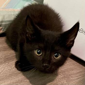Domestic Short Hair Cats Available for Adoption - Bandit | PetCurious