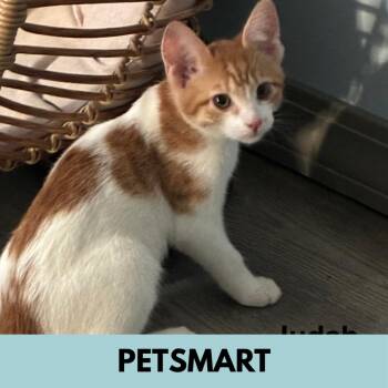 Judah -  Domestic Short Hair Cat for Adoption in Lakewood, Colorado - Judah | PetCurious
