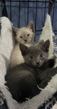 Russian Blue and Domestic Short Hair Cats Available for Adoption - Jade And Jazzy (MUST Be Adopted Together) | PetCurious