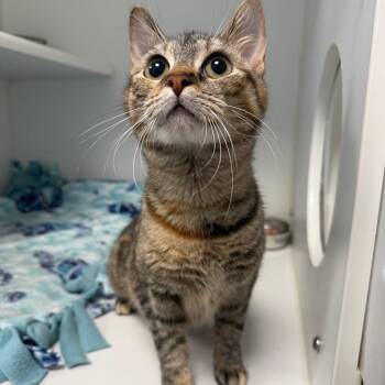 Domestic Short Hair Cats Available for Adoption - Caroline | PetCurious