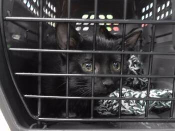 CAROL -  Domestic Short Hair Cat for Adoption in Omaha, Nebraska - CAROL | PetCurious