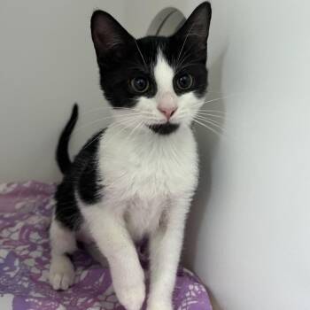 Stream -  Domestic Short Hair Cat for Adoption in Jupiter, Florida - Stream | PetCurious