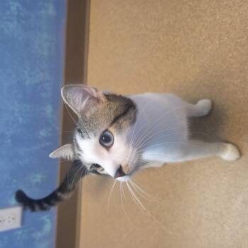 Orange Glow -  Domestic Short Hair Cat for Adoption in Brookings, South Dakota - Orange Glow | PetCurious