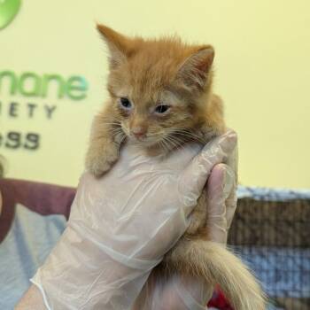 Nemo -  Domestic Short Hair Cat for Adoption in Lynchburg, Virginia - Nemo | PetCurious