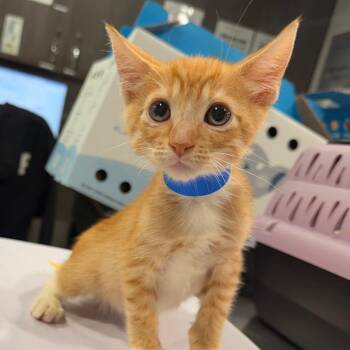 Elmer -  Domestic Short Hair Cat for Adoption in Tampa, Florida - Elmer | PetCurious